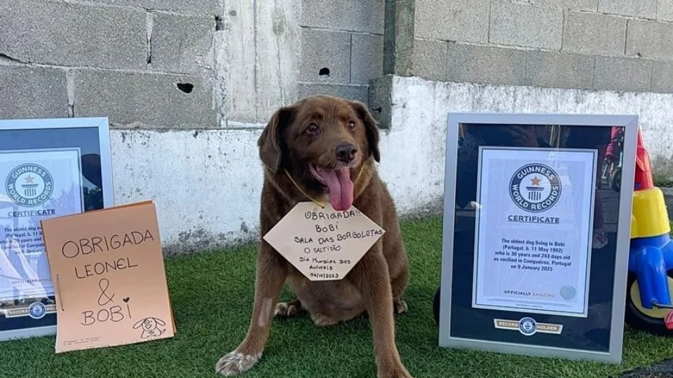 Aos 31 anos, morre Bobi, o cão mais velho do mundo, segundo Guinness