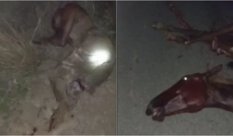 Homem morre ao bater carro em dois cavalos na BR 174 em Roraima