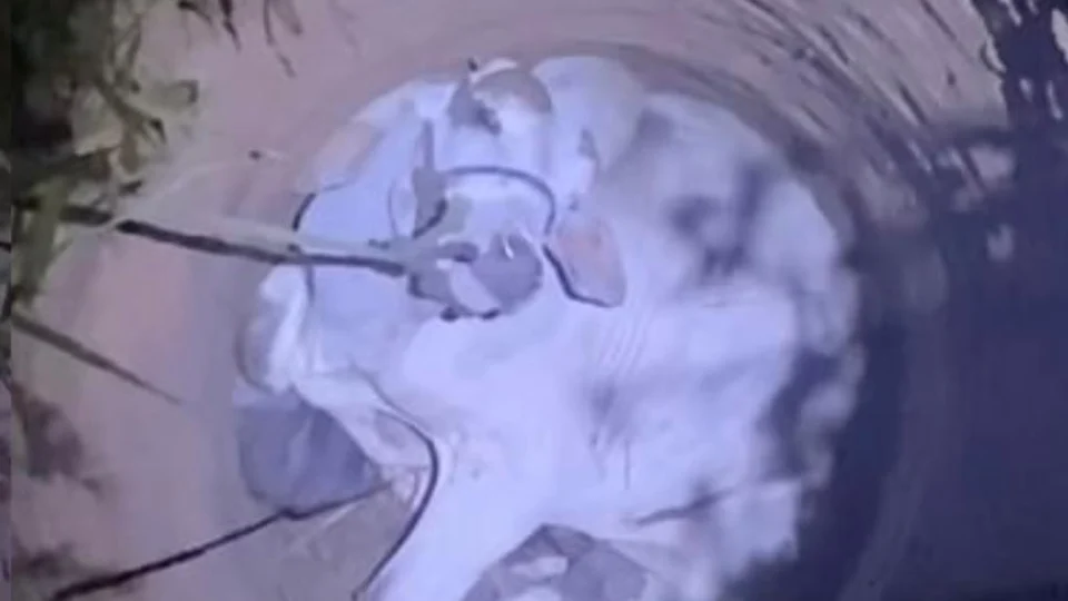 Boi e cachorro caem em poço, e bombeiros fazem resgate no interior do Acre