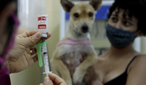 Vacinação Antirrábica atuará em onze bairros nesta semana em Manaus