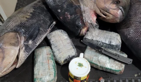 Vídeo: PF apreende drogas dentro de peixes congelados em Tonantins-AM