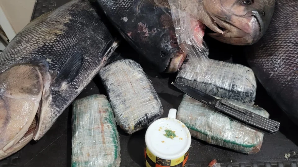 Vídeo: PF apreende drogas dentro de peixes congelados em Tonantins-AM