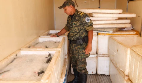 GMP apreende duas toneladas de pescado ilegal no sul de Palmas