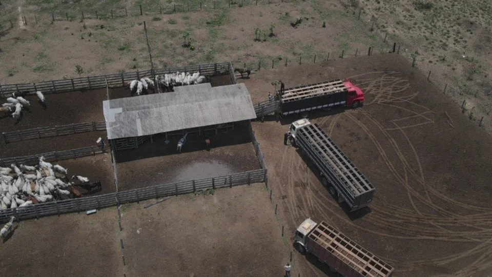 Operação Eraha Tapiro retira rebanho de gado de Terra Indígena no Pará