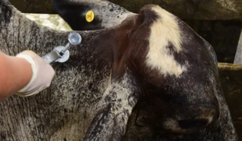 Vacinas contra febre aftosa são distribuídas em 7 cidades do Amazonas