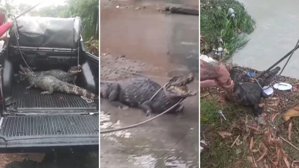 VÍDEO: populares encontram jacarés na rua e o devolvem à natureza em Manaus