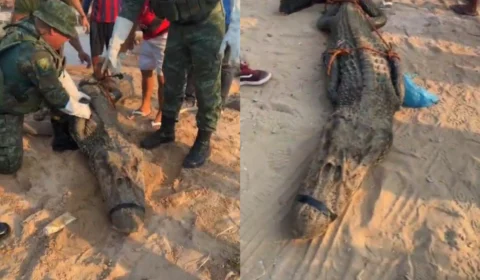 VÍDEO: jacaré ‘ilhado’ é resgatado do porto de Manaus