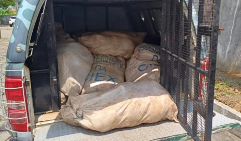 Homem é preso com 680kg de pirarucu ilegal no Porto de Manaus