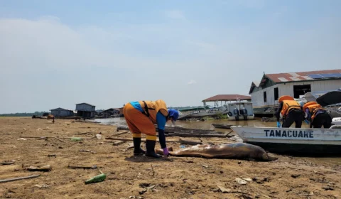 Para evitar mais mortes de botos, equipe isola trechos quentes de lago no AM