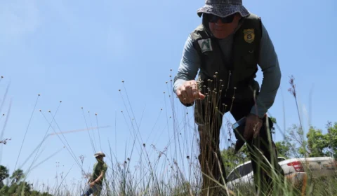 TO: Naturatins finaliza fiscalização para coleta do capim-dourado