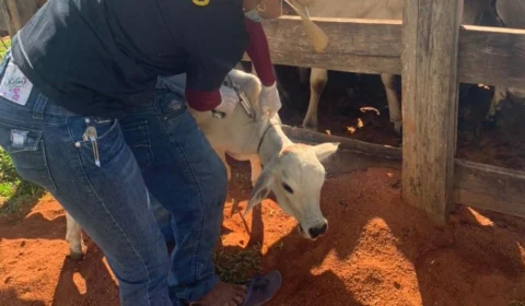 46ª Campanha de Vacinação contra Febre Aftosa inicia em Roraima