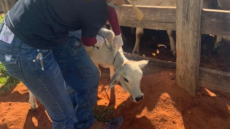 46ª Campanha de Vacinação contra Febre Aftosa inicia em Roraima