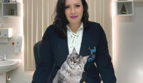 Gatos são saudáveis e merecem atenção do dono; veja dicas de veterinária