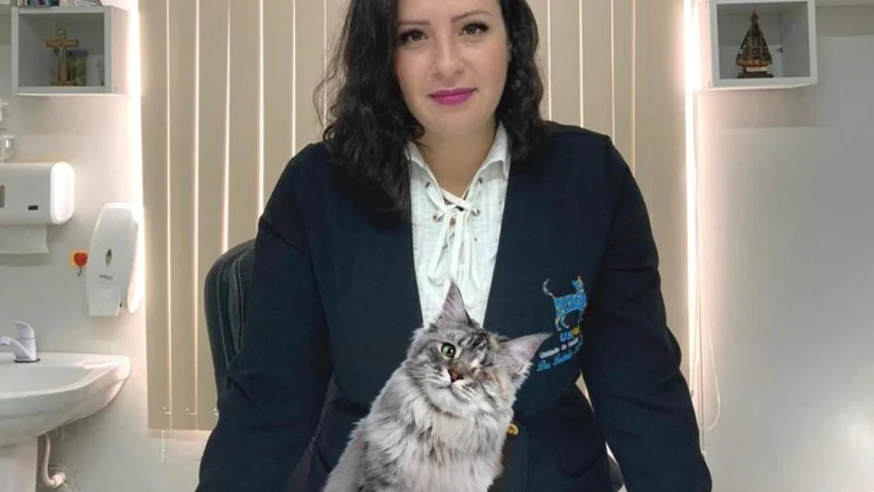 Gatos são saudáveis e merecem atenção do dono; veja dicas de veterinária