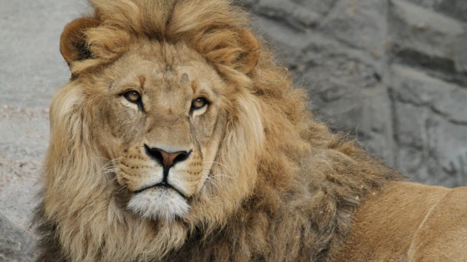 Conheça a história do leão de estimação que matou uma criança em Goiânia-GO