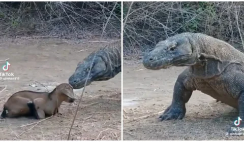 Dragão-de-komodo ataca novamente! réptil aparece devorando presa