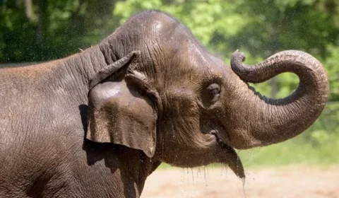 Elefanta morre após cachorro assustar manada em zoológico nos EUA