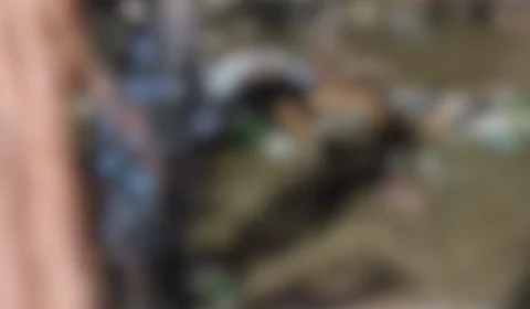 Vídeo: aniversário de Tocantins termina em tiroteio e morte