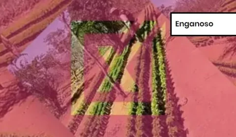 Projeto Comprova: Post engana ao associar ao MST plantação de maconha na Bahia