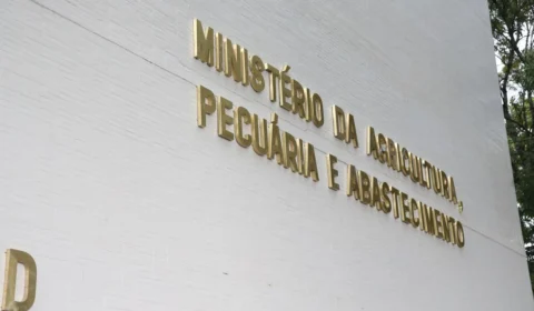 Cães e gatos de cidadãos repatriados e refugiados de Israel terão entrada facilitada no Brasil