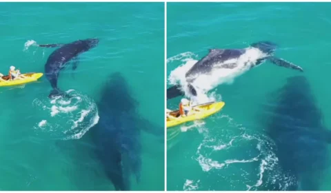 VÍDEO: baleia passeia com filhote próximo de canoístas na Austrália
