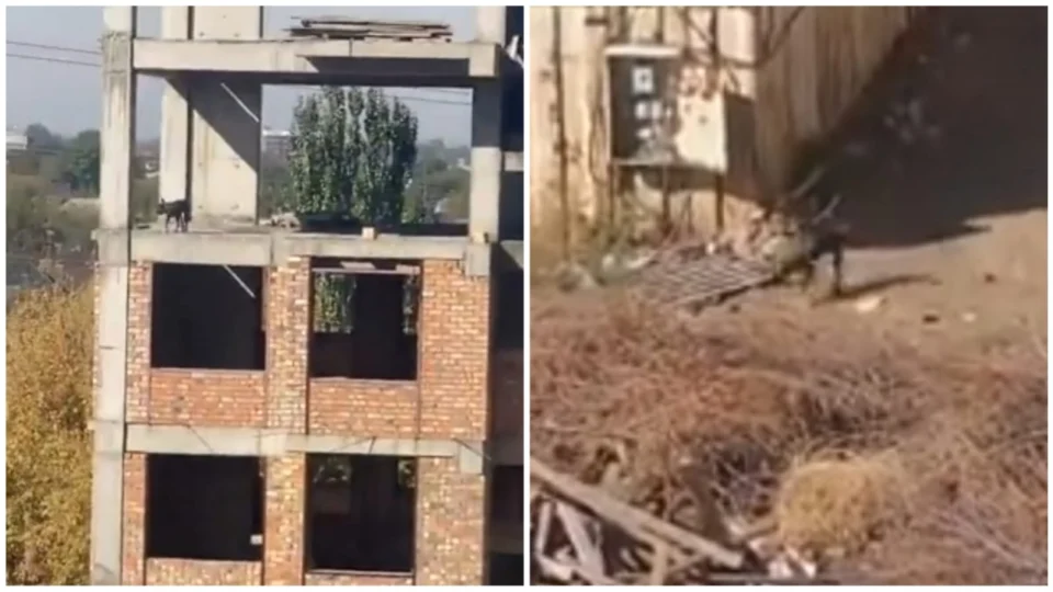 VÍDEO: cachorro pula do 4° andar e surpreende ao andar normalmente