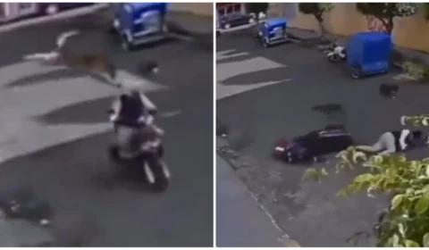VÍDEO: cachorro ‘caramelo’ pula de sacada para atacar motociclista
