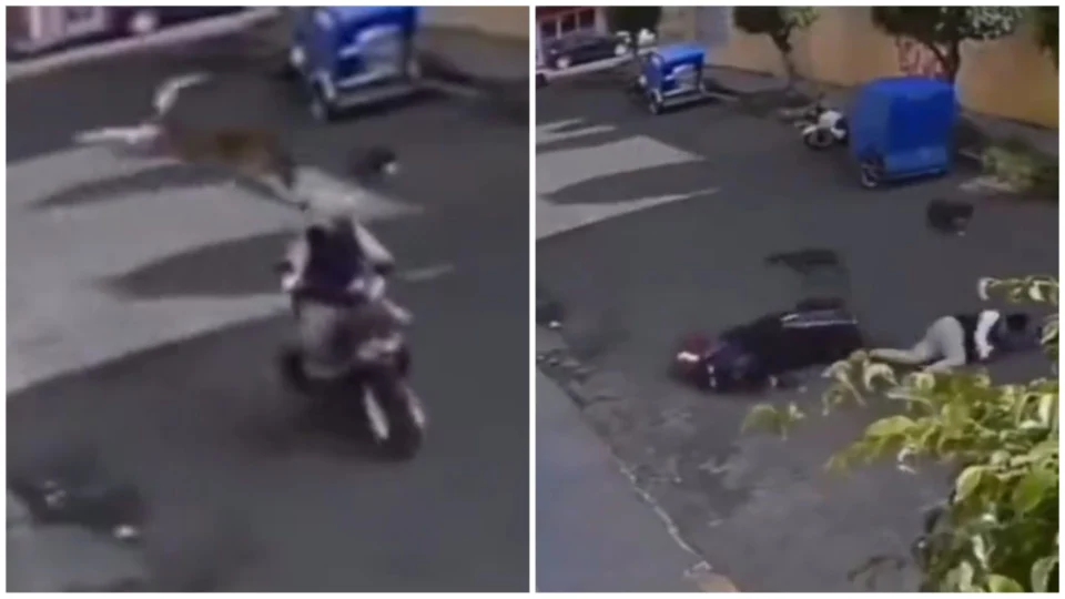 VÍDEO: cachorro ‘caramelo’ pula de sacada para atacar motociclista