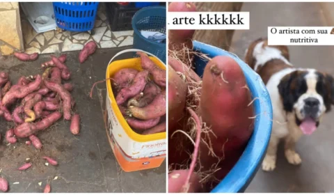 VÍDEO: casal encontra plantação de batata cultivada por cães em seu quintal