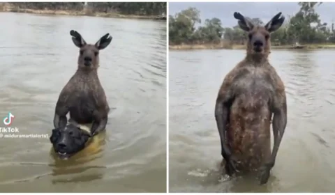 VÍDEO: homem enfrenta canguru de 2 metros para salvar cachorro na Austrália
