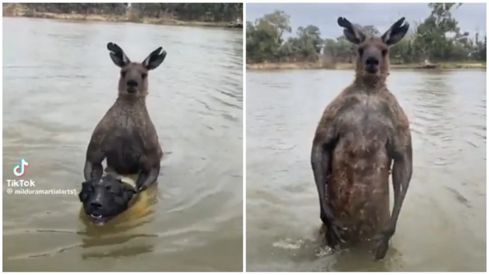 VÍDEO: homem enfrenta canguru de 2 metros para salvar cachorro na Austrália