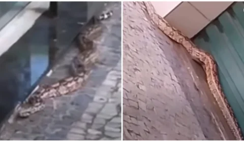 VÍDEO: jiboia de 1,6 metros ‘passeia’ perto de lojas em avenida de Vitória-ES