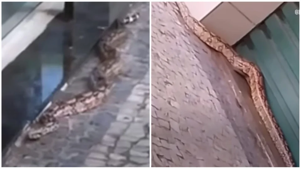 VÍDEO: jiboia de 1,6 metros ‘passeia’ perto de lojas em avenida de Vitória-ES