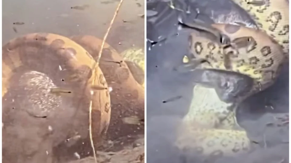 VÍDEO: sucuri é flagrada abocanhando porco selvagem em rio do MS