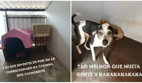 VÍDEO: tutora põe ar-condicionado para amenizar calor de pets no PR