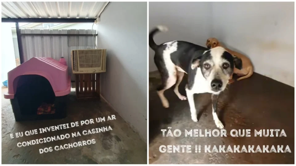 VÍDEO: tutora põe ar-condicionado para amenizar calor de pets no PR