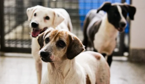 MPAC exige criação de Centro de Zoonoses em Tarauacá-AC