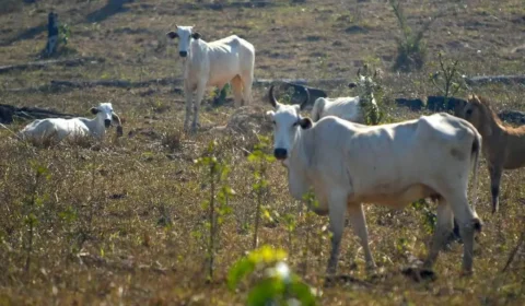 Brasil reduz emissões de gases estufa em 8%, mas taxa é uma das mais altas