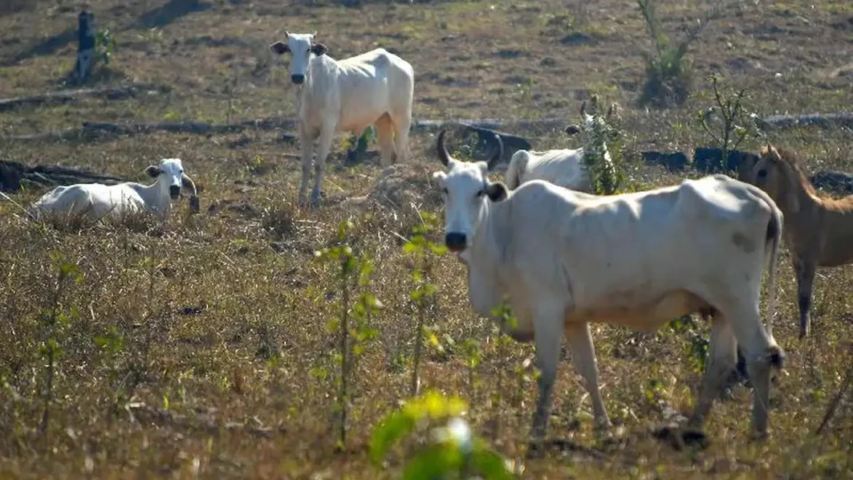 Brasil reduz emissões de gases estufa em 8%, mas taxa é uma das mais altas