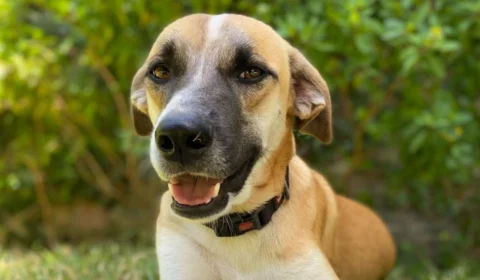 VÍDEO: cachorro é morto com golpes de facão em Parintins-AM