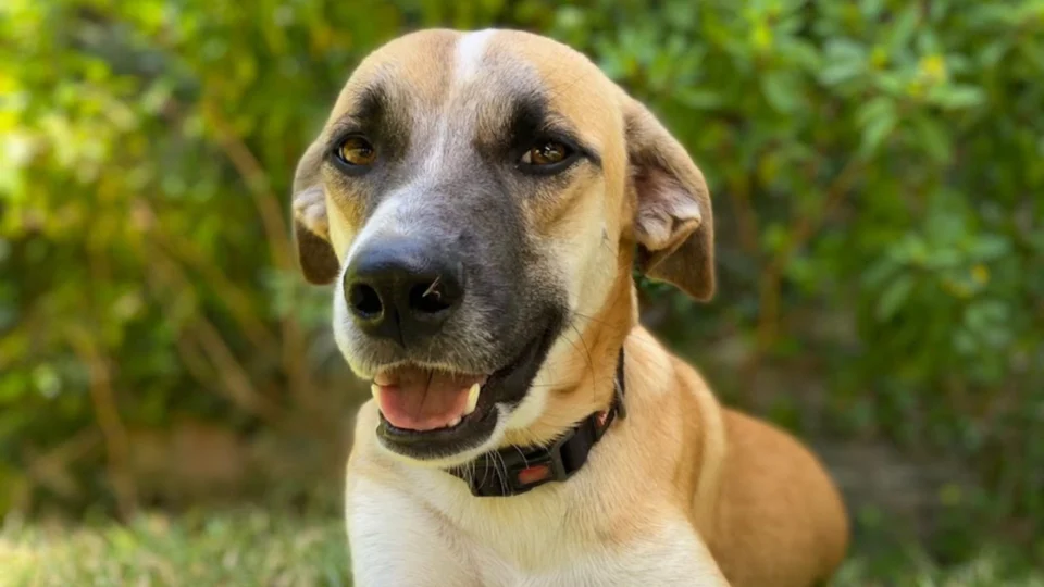 VÍDEO: cachorro é morto com golpes de facão em Parintins-AM