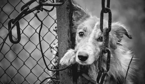 Mulher é indiciada por maus-tratos após arremessar cachorros por cima do muro