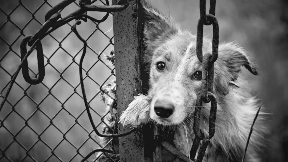 Mulher é indiciada por maus-tratos após arremessar cachorros por cima do muro