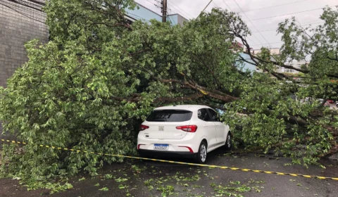 Árvore cai em cima de carro após chuva no Centro de Manaus