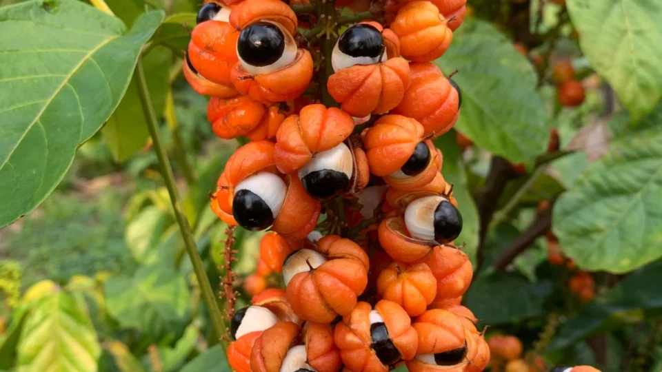 Manacapuru-AM contará com Unidade Demonstrativa do Guaraná; confira