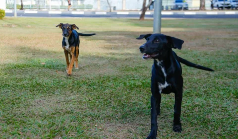 ALE–RR realiza audiência pública sobre causa animal nesta quinta-feira, 30