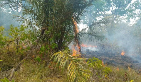 Incêndio atinge área de vegetação de difícil acesso em Parintins-AM