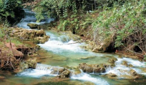 MAPA publica diretrizes para desenvolvimento e recuperação florestal