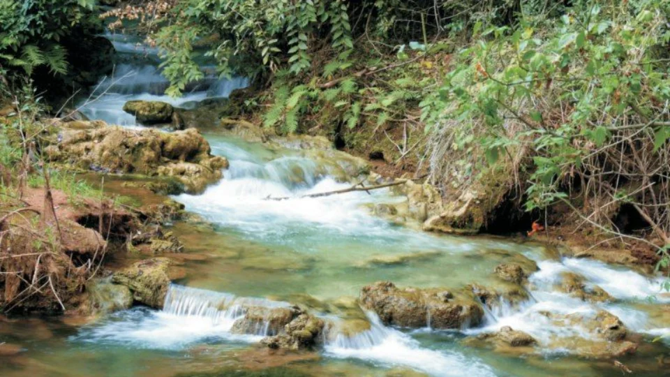 MAPA publica diretrizes para desenvolvimento e recuperação florestal