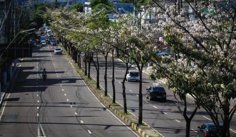 Manaus é escolhida para implantação de projeto ambiental da ONU